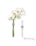 Wandvase mit Reagenzglas